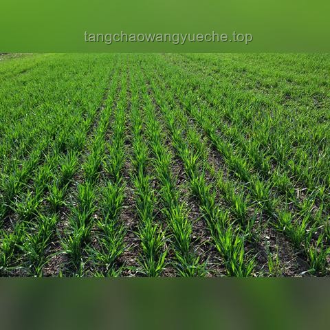 “免保时间缩短，强封策略兴起，117领域仍具活力？”——未来趋势深度剖析