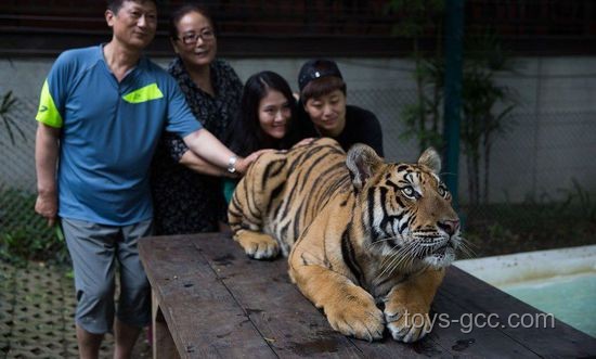 印男子泰国景区摸老虎屁股惨遭扑咬：血的教训